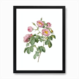 Vintage Tomentose Rose Botanical Illustration on Pure White Art Print