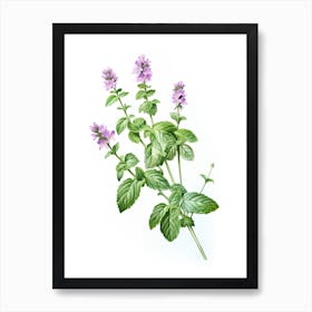 Catnip Vintage Botanical Herbs 0 Art Print