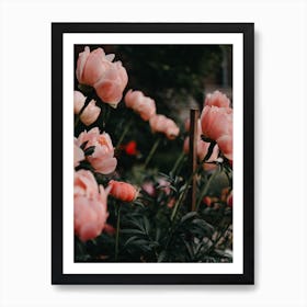 Coral Peonies Art Print