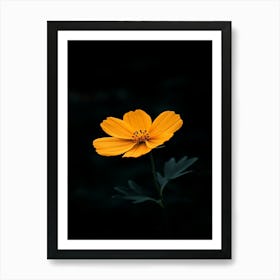 Yellow Cosmos Flower 2 Poster