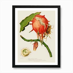 Botanical Cactus Art Print