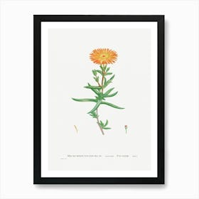 Mesembryanthemum Aureum, Pierre Joseph Redoute Art Print