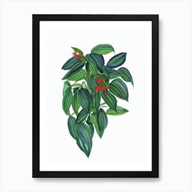 Lipstick Plant (Aeschynanthus Lobbianus) Watercolor Art Print