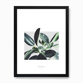 Ficus Elastica Art Print