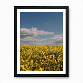 Yellow Canola Flower Field In South England Art Print