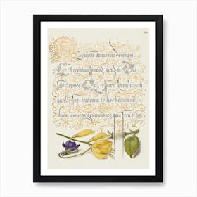 Sweet Violet And Spanish Broom From Mira Calligraphiae Monumenta, Joris Hoefnagel Art Print