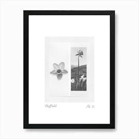 Daffodil Botanical Collage 1 Art Print