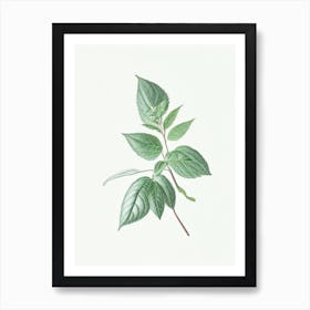 Mint Leaf Illustration 5 Art Print