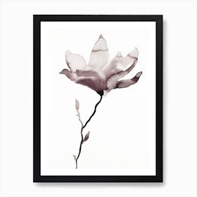 Magnolia 44 Art Print