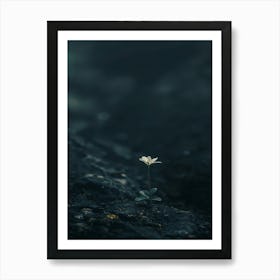 Single Flower On Rock Art Print