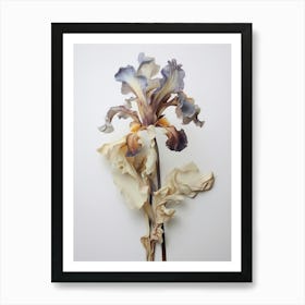 Pressed Flower Botanical Art Iris 3 Art Print