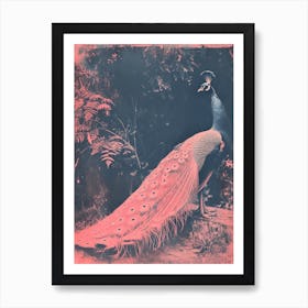 Pink & Blye Peacock Cyanotype Inspired Art Print