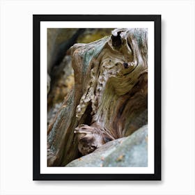 Close-up of wood and rock in the Elbe Sandstone Mountains Art Print