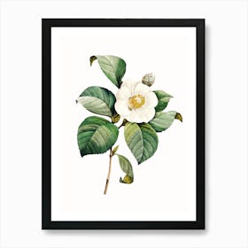 Camellia Art Print