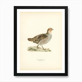 Grey Partridge, The Von Wright Brothers 1 Art Print