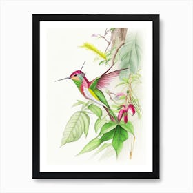 Hummingbird In Tropical Rainforest Quentin Blake Illustration 2 Art Print