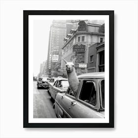 Llama in a Taxi, Black and White Vintage Photo Art Print