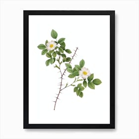 Vintage Spiny Leaf Rose of Dematra Botanical Illustration on Pure White n.0023 Art Print