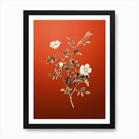 Gold Botanical Pink Hedge Rose in Bloom on Tomato Red n.0443 Art Print