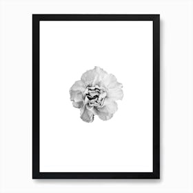 Carnation Line Art Print