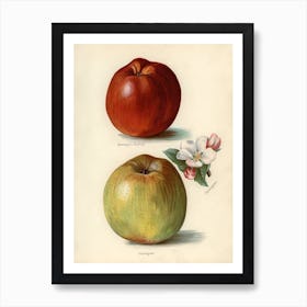 Vintage Illustration Of Gascoigne S Seedling, Sandringham Apples, John Wright Art Print