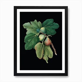 Vintage Common Fig Botanical Illustration on Solid Black n.0180 Art Print