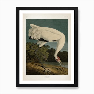 Vintage Audubon 1 Hooping Crane Art Print