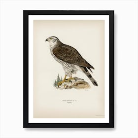 Goshawk Female (Accipiter Gentilis), The Von Wright Brothers Art Print