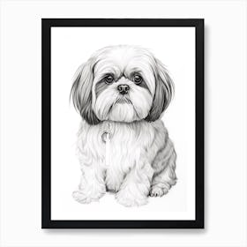 Shiba Tzu Dog, Line Drawing 4 Art Print