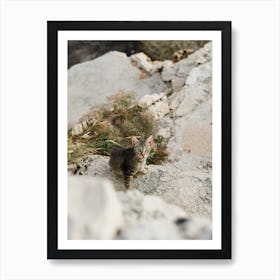 Cat With Green Eyes On The Rocks, Coast Of Croatia Art Print