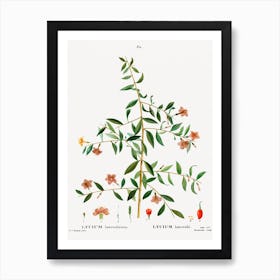 Lycium Lanceolatum, Pierre Joseph Redoute Art Print