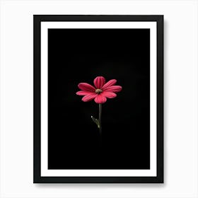 Single Red Flower On Black Background 2 Poster