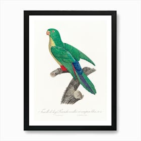 Crossbreed Between Rose Ringed Parakeet And Blue Rumped Parrot, Female From Natural History Of Parrots, Francois Levaillant Affiche