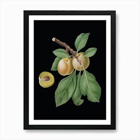 Vintage Prune Botanical Illustration on Solid Black n.0643 Art Print