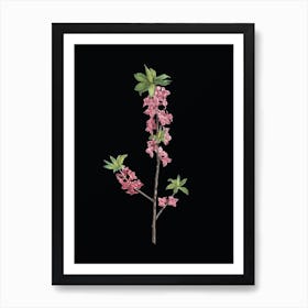 Vintage February Daphne Flowers Botanical Illustration on Solid Black n.0448 Art Print