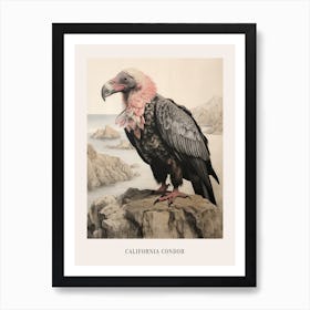 Vintage Bird Drawing California Condor 2 Poster Art Print