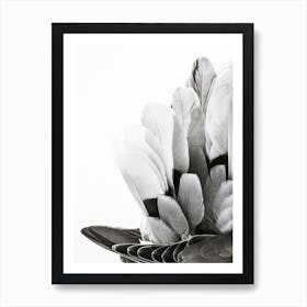 Black And White Feathers Art Print