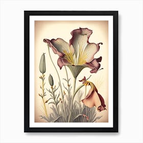 Desert Mariposa Lily Wildflower Vintage Botanical Art Print