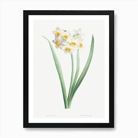 Narcissus From La Botanique De J Art Print
