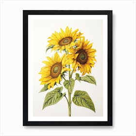 Sunflowers Flower Vintage Botanical 1 Art Print