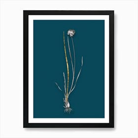 Vintage Allium Foliosum Black and White Gold Leaf Floral Art on Teal Blue n.1115 Art Print