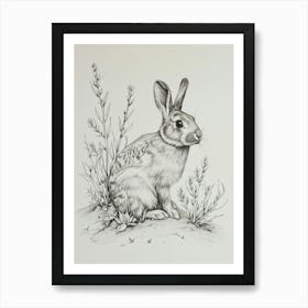 Polish Rex Rabbit Drawing 4 Art Print