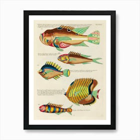 Colourful And Surreal Illustrations Of Fishes Found In Moluccas (Indonesia) And The East Indies, Louis Renard(27) Art Print