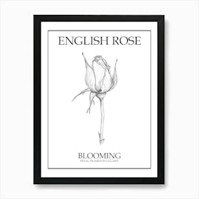 English Rose Blooming Line Drawing 4 Poster Art Print