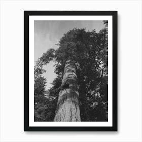 Fir Tree, Cowlitz County, Washington By Russell Lee Art Print