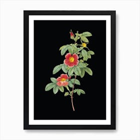 Vintage Single May Rose Botanical Illustration on Solid Black n.0065 Art Print