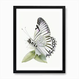 Marbled White Butterfly Decoupage 1 Art Print