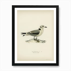 Black Legged Kittiwake, The Von Wright Brothers Art Print