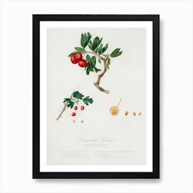 Red Thorn Apple (Crataegus Poliossea Sterilis) From Pomona Italiana (1817 1839), Giorgio Gallesio Art Print