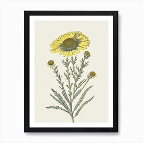 Sneezeweed Wildflower Vintage Botanical Art Print